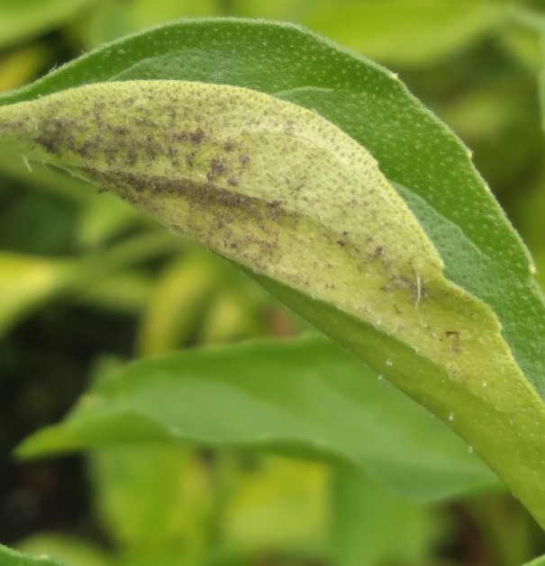 lemon basil pests.jpeg